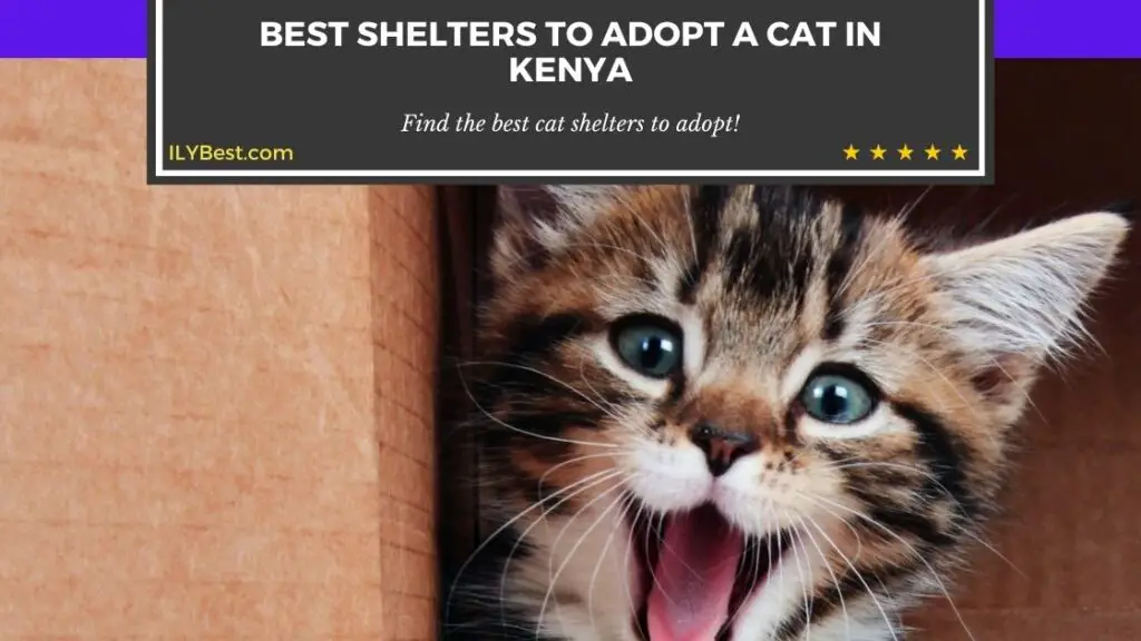 Adopt a Cat in Kenya