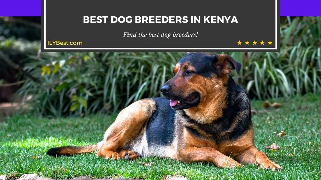 Dog Breeders in Kenya
