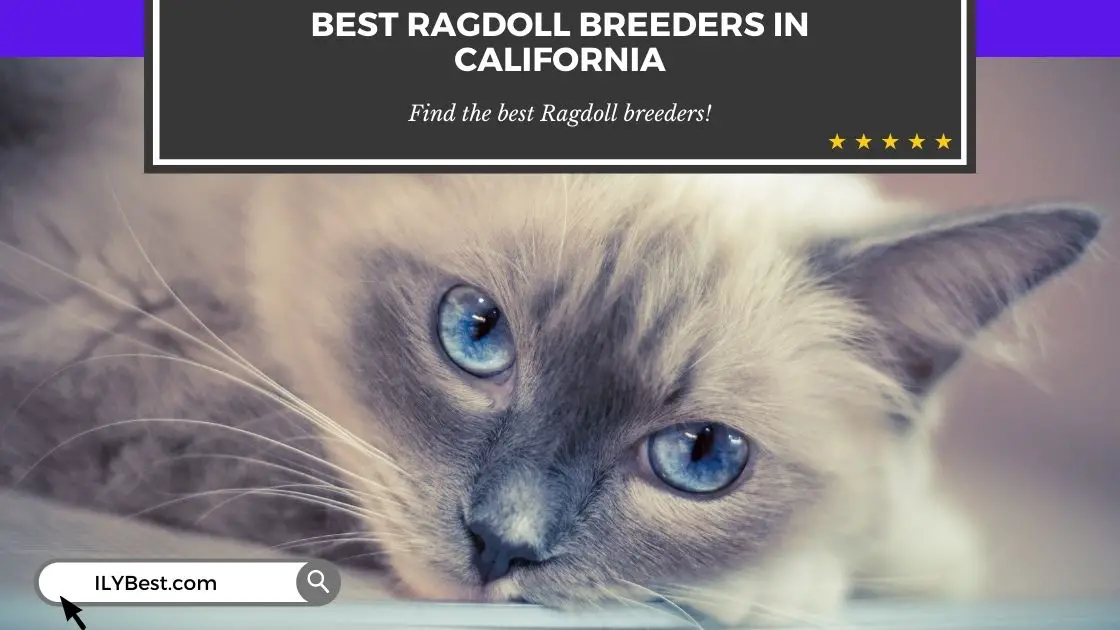 Ragdoll Breeders in California