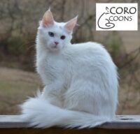 CORO Coons Cattery