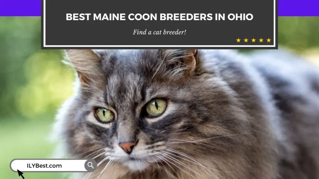 Maine Coon Breeders in Ohio
