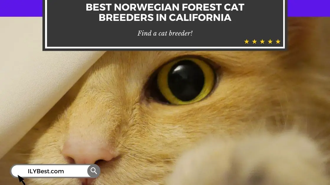 Norwegian Forest Cat Breeders in California