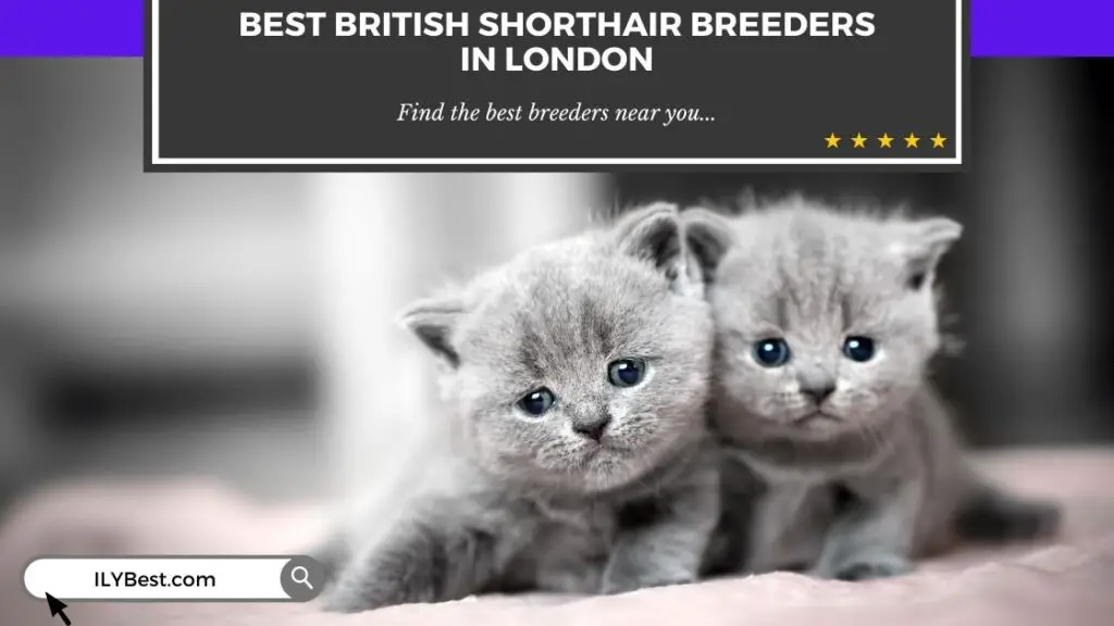 British Shorthair Breeders in London
