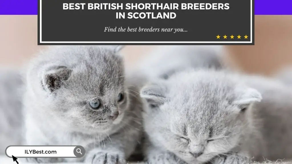 British Shorthair Breeders in Scotland