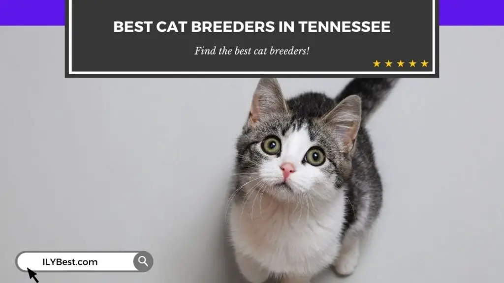 Cat Breeders in Tennessee