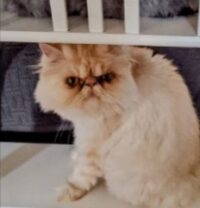 Conclusion For The Best Persian Cat Breeders in Texas