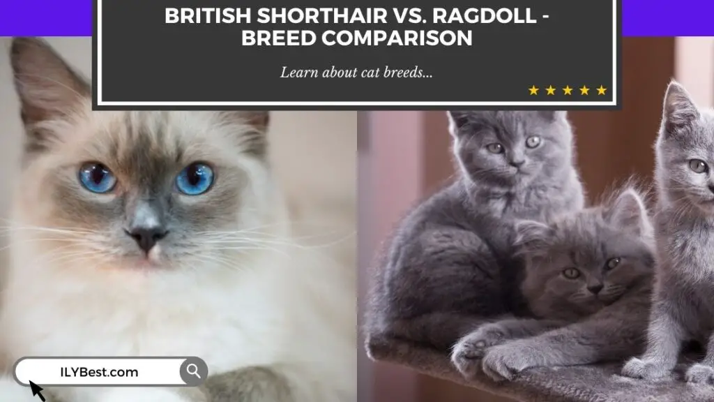 British Shorthair vs. Ragdoll