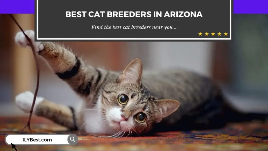 Cat Breeders in Arizona