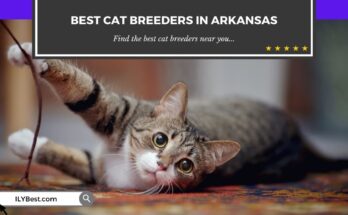 Cat Breeders in Arkansas