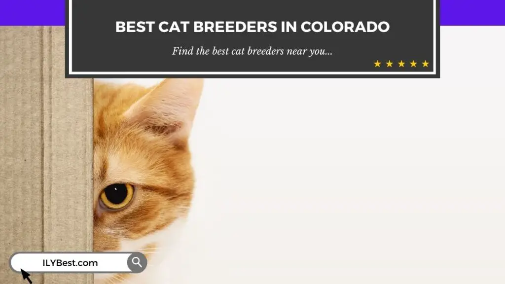 Cat Breeders in Colorado USA