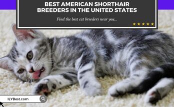 American Shorthair Breeders