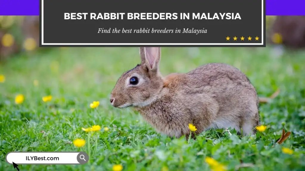 Rabbit Breeders in Malaysia