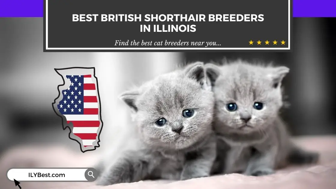 British Shorthair Breeders in Illinois