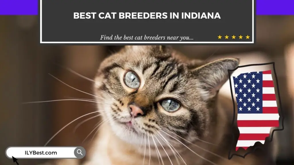 Cat Breeders in Indiana