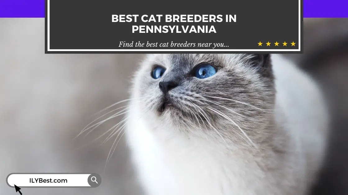 Cat Breeders in Pennsylvania