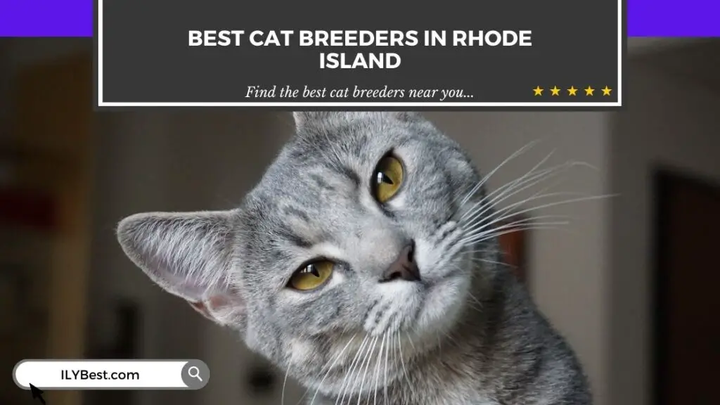 Cat Breeders in Rhode Island