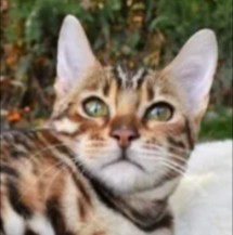 Willow Dream Bengals Cattery Pennsylvania