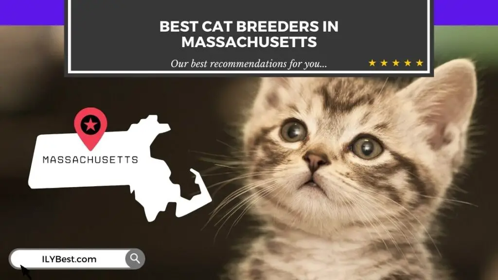 Cat Breeders in Massachusetts