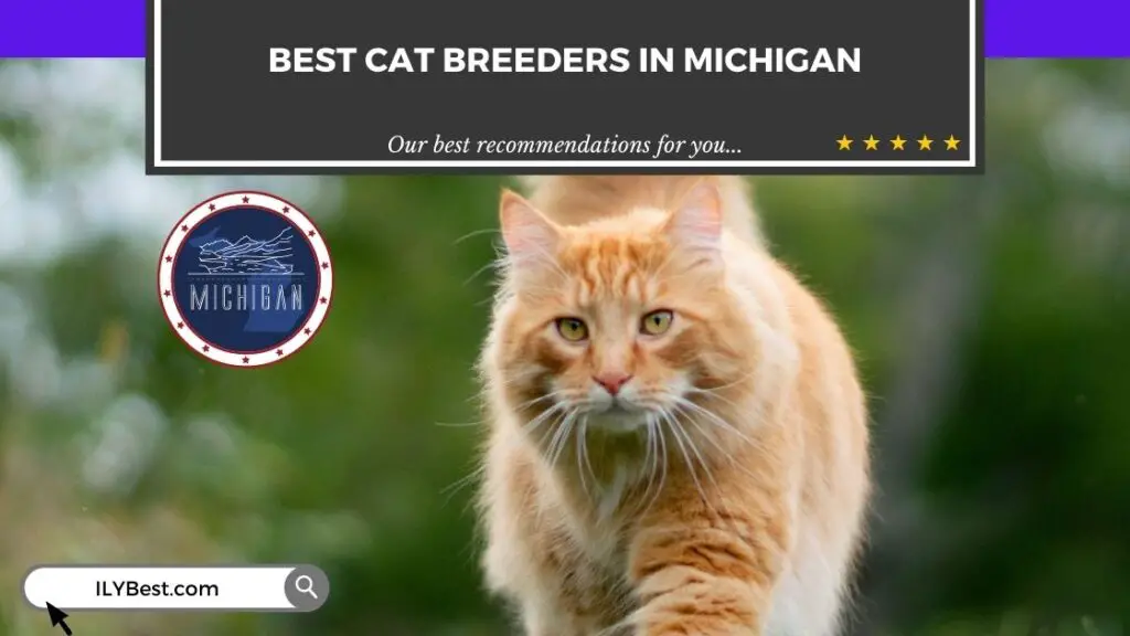 Cat Breeders in Michigan