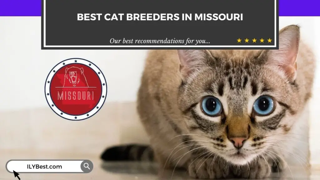 Cat Breeders in Missouri