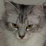 Fancy Minnesota Maine Coons Cattery