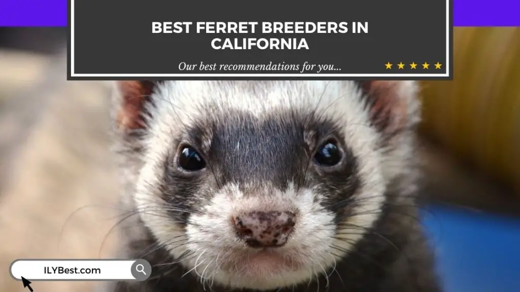 Ferret Breeders in California