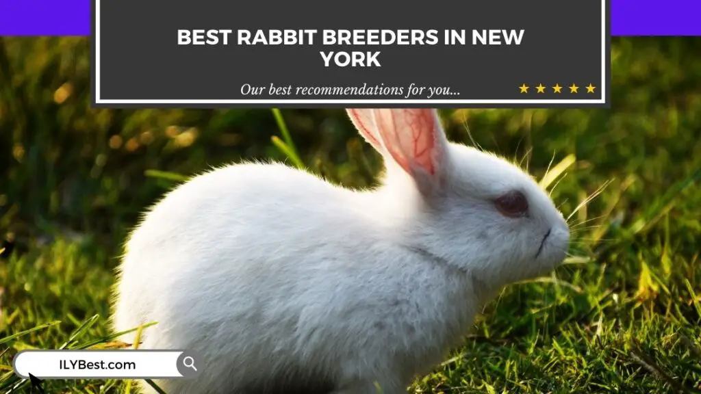 Rabbit Breeders in New York