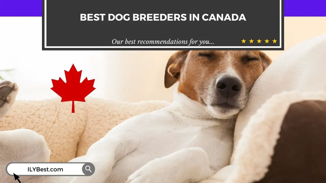 Dog Breeders in Canada