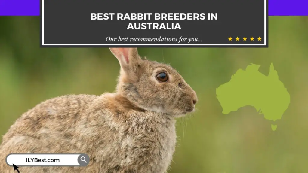 Rabbit Breeders in Australia