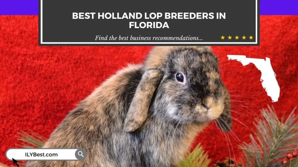 Holland Lop Breeders in Florida
