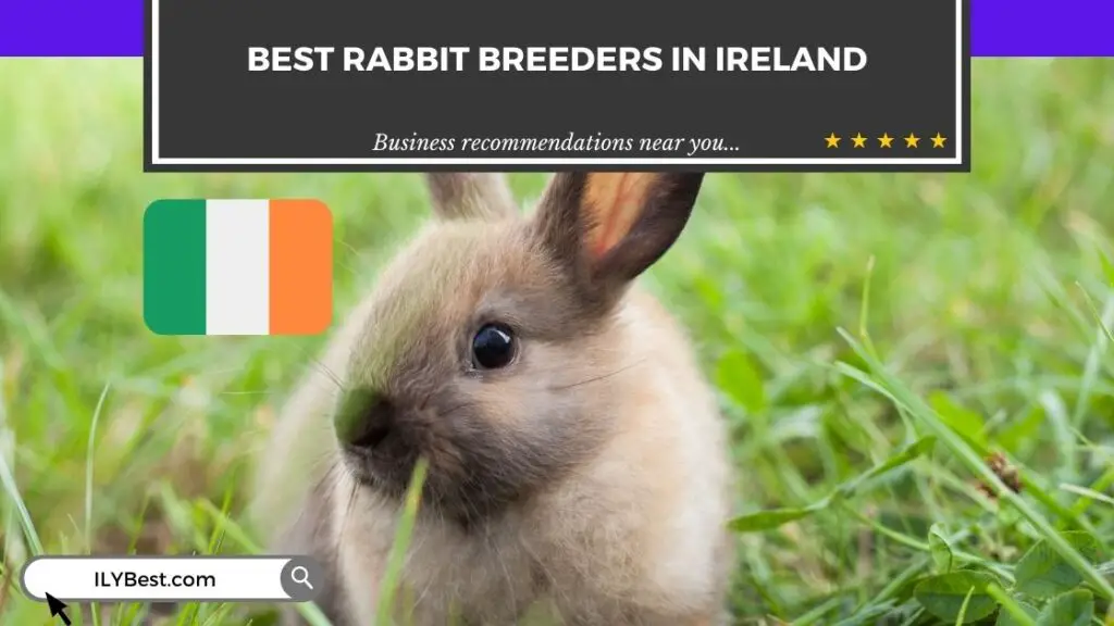 Rabbit Breeders in Ireland