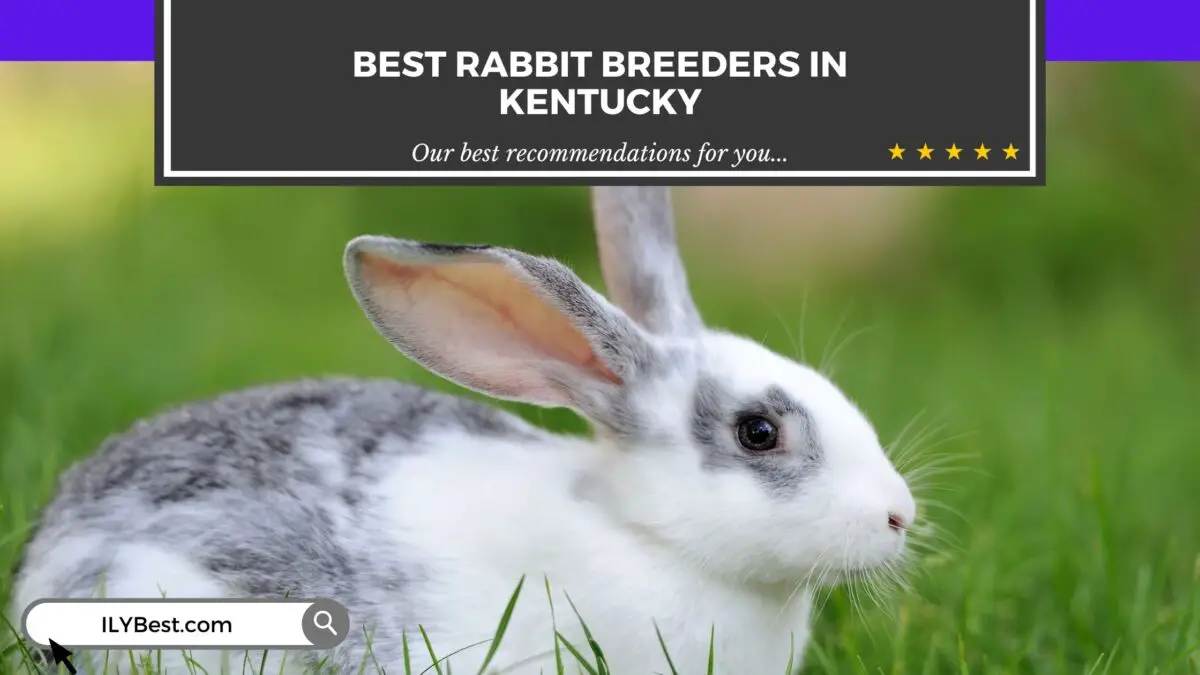 Rabbit Breeders in Kentucky
