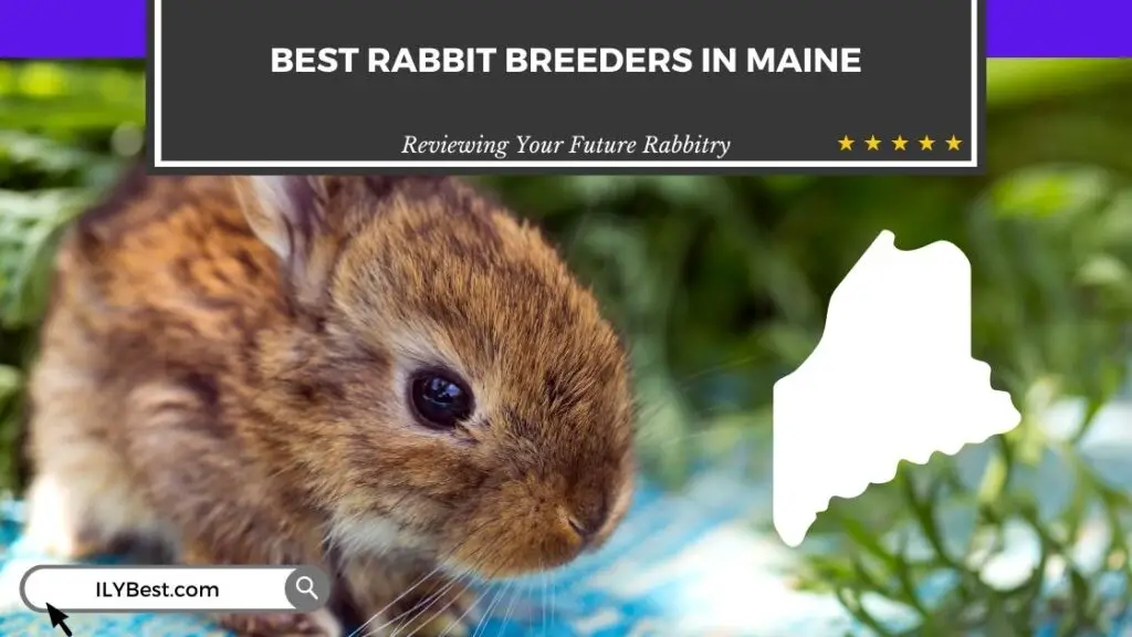 Rabbit Breeders in Maine