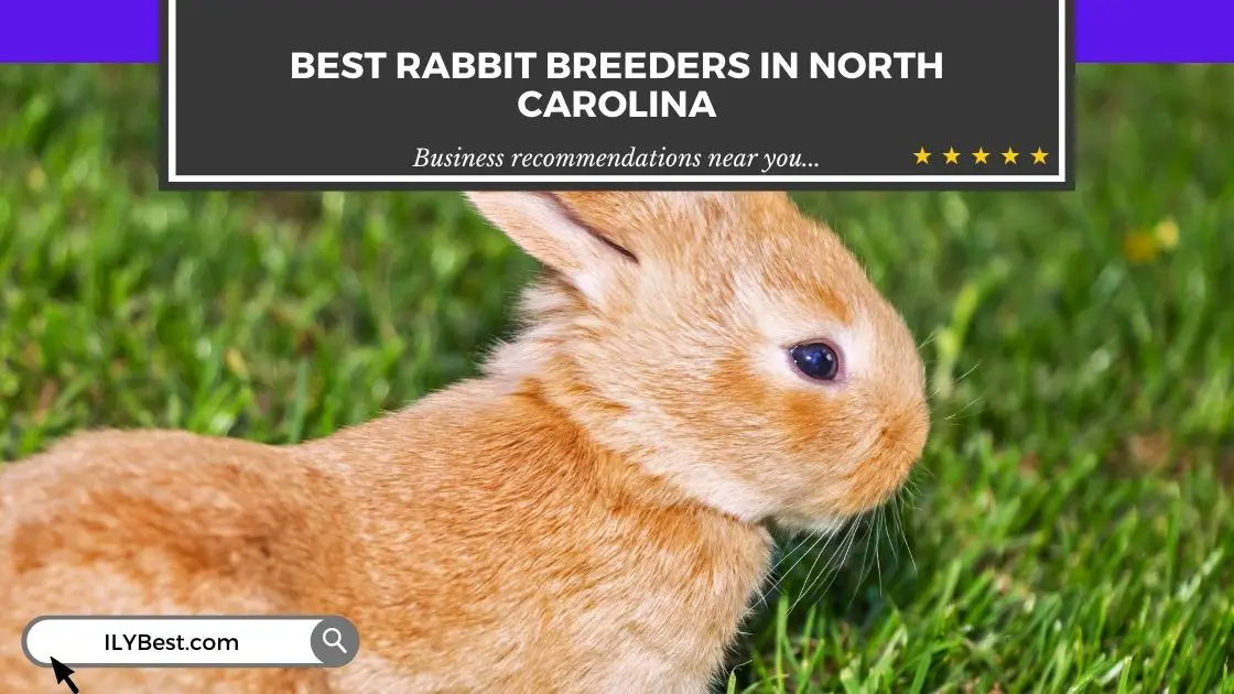 Rabbit Breeders in North Carolina (1)