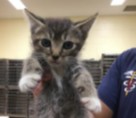 Riverside County (West) Animal Shelter (Riverside Cats)