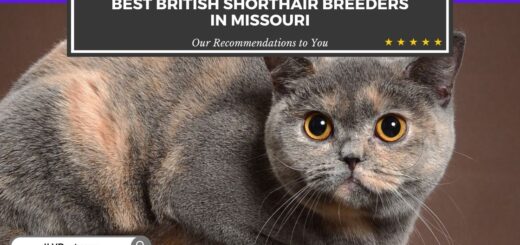 British Shorthair Breeders in Missouri