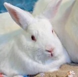 Bunnyluv (Rabbit Rescues Los Angeles CA)