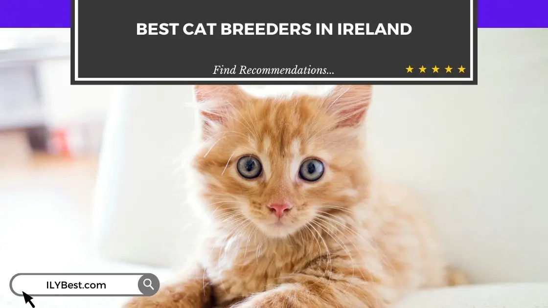 Cat Breeders in Ireland