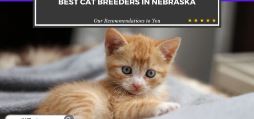 Cat Breeders in Nebraska