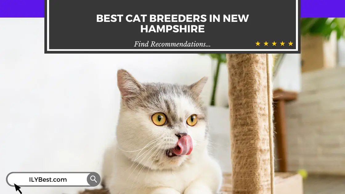 Cat Breeders in New Hampshire