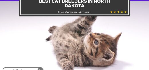 Cat Breeders in North Dakota