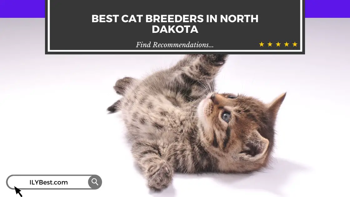 Cat Breeders in North Dakota
