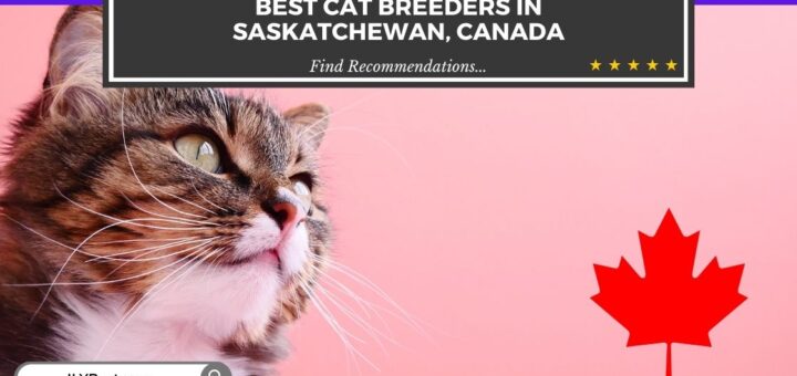 Cat Breeders in Saskatchewan