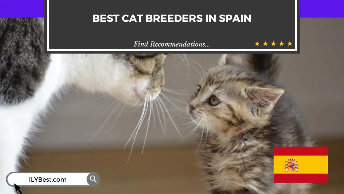 Cat Breeders in Spain