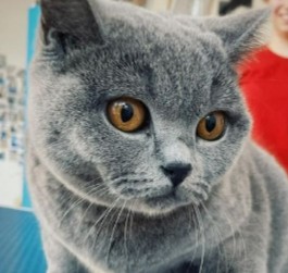 Conclusion For The Best British Shorthair Breeders in Tennessee