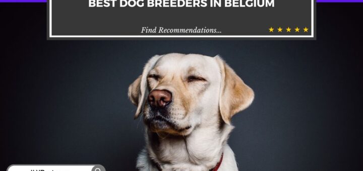 Dog Breeders in Belgium