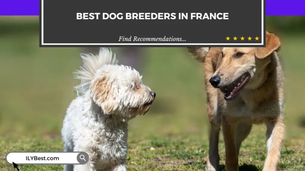 Dog Breeders in France