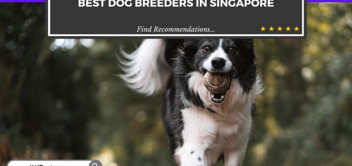 Dog Breeders in Singapore