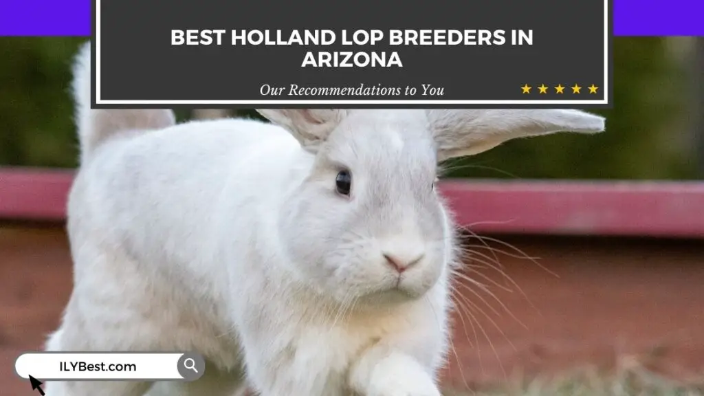 Holland Lop Breeders in Arizona