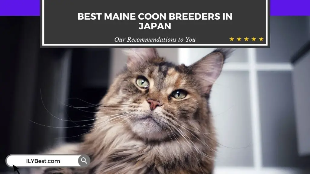 Maine Coon Breeders in Japan